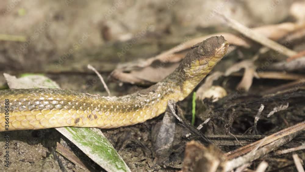 rat snake with mud in eyes flicks tongue rat snake with mud in eyes flicks tongue