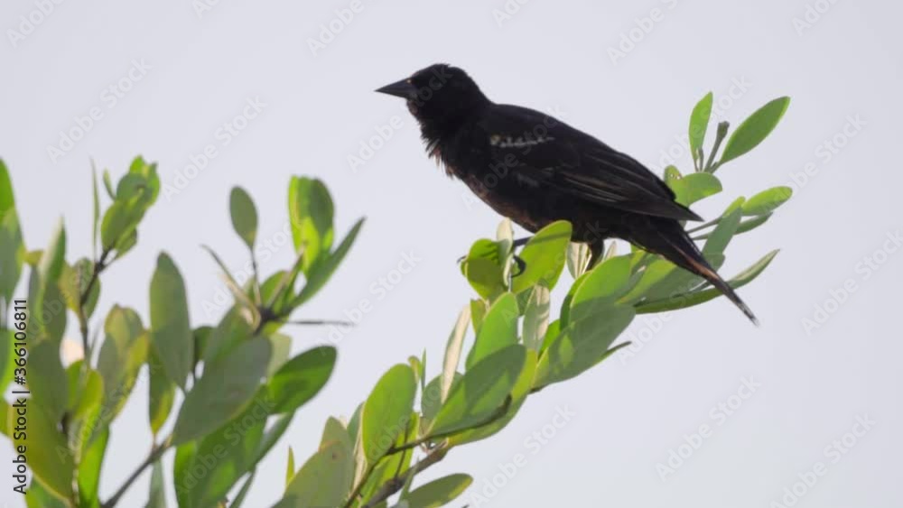 grackle calling on top of beach plant with blue sky in background grackle calling on top of beach plant with blue sky in background