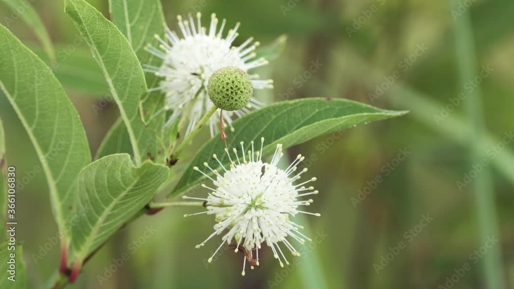 bug crawling around a buttonbush plant macro close up bug crawling around a buttonbush plant macro close up