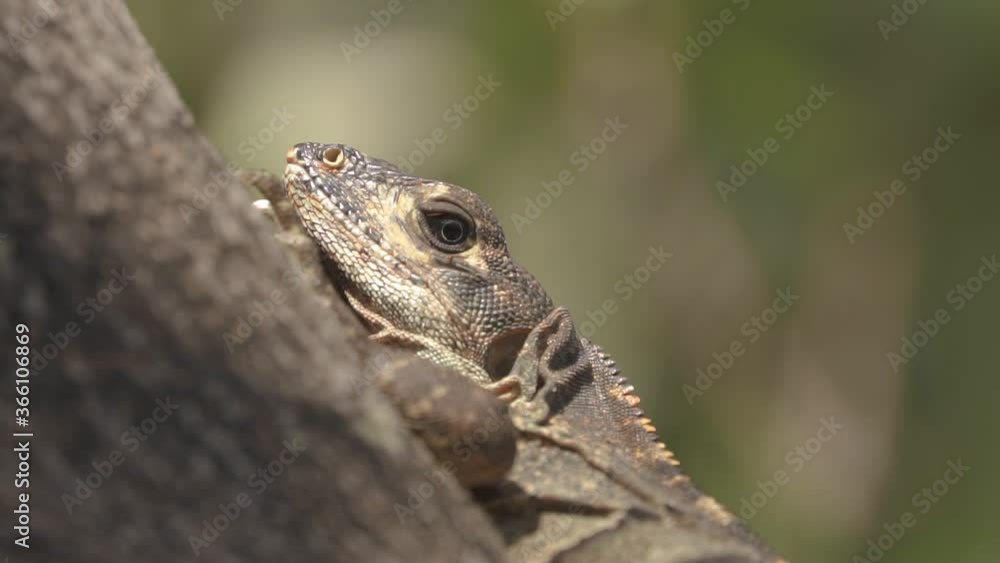 iguana on tree slowly turns head iguana on tree slowly turns head