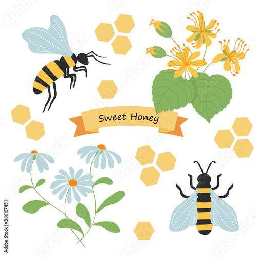 Set of bees, honeycomb, linden flowers and chamomile. Beekeeping collection. Vector illustration