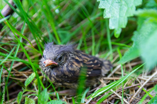Portrait of small juvenile bird falling from nest, sitting in grass