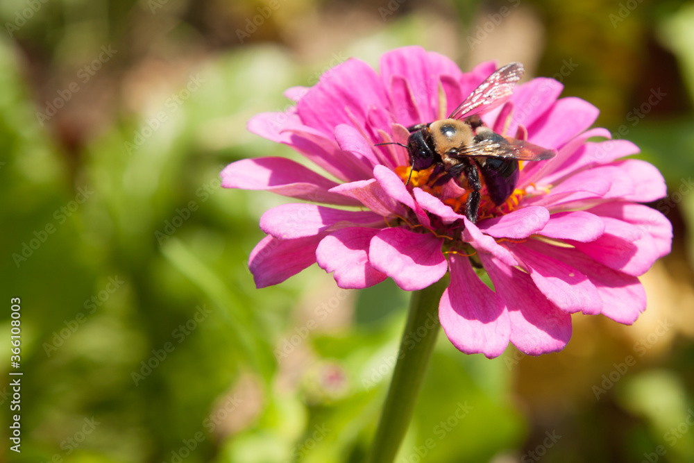 Purple flower with a bee Purple flower with a bee