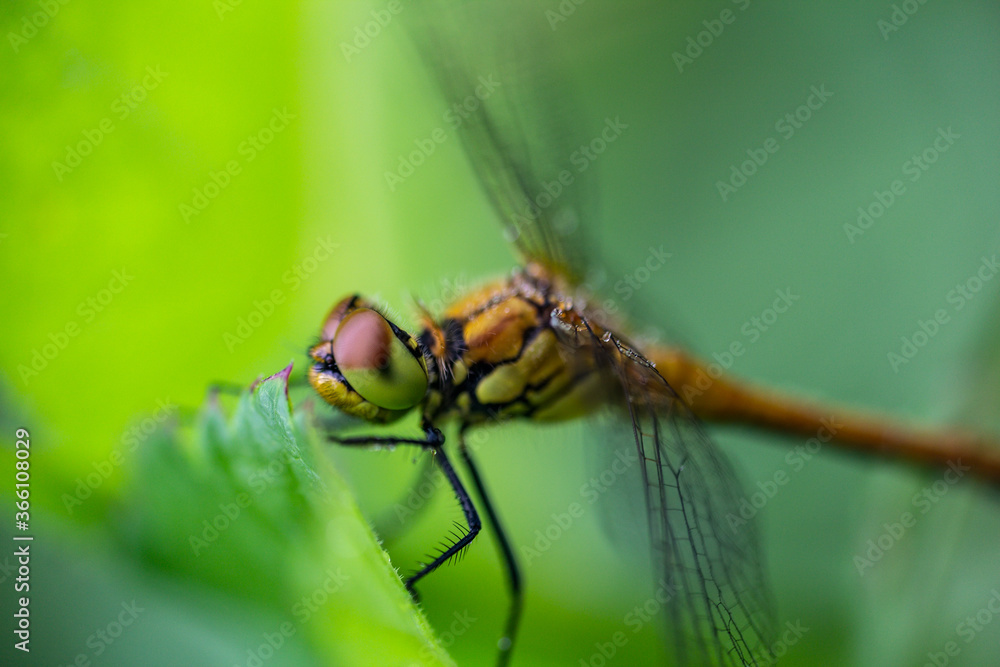 Macro photo dragonfly sitting on green leaf Macro photo dragonfly sitting on green leaf