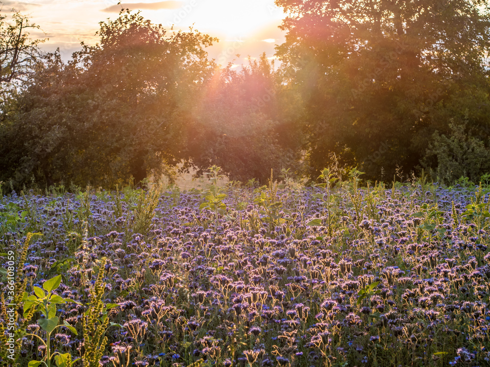 Obraz premium Bienentrachtpflanzen Feld in der Abendsonne