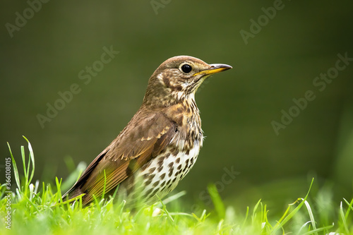 Song thrush, turdus philomelos, sitting on grassland in summer. Small bird with spotted feather looking from meadow. Wild brown animal on green grass from side view.