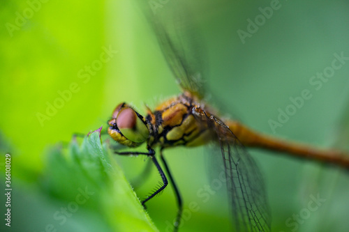 Macro photo dragonfly sitting on green leaf © Space Creator