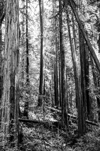 trees in the forest