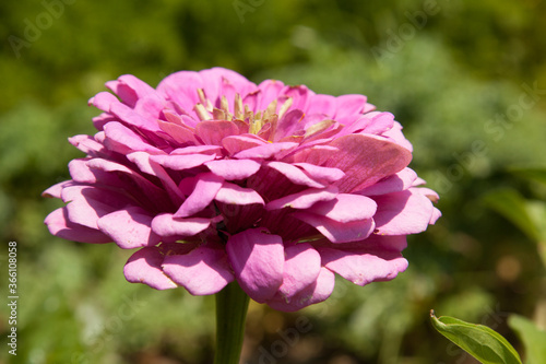 Pink flower blooming in the sunshine