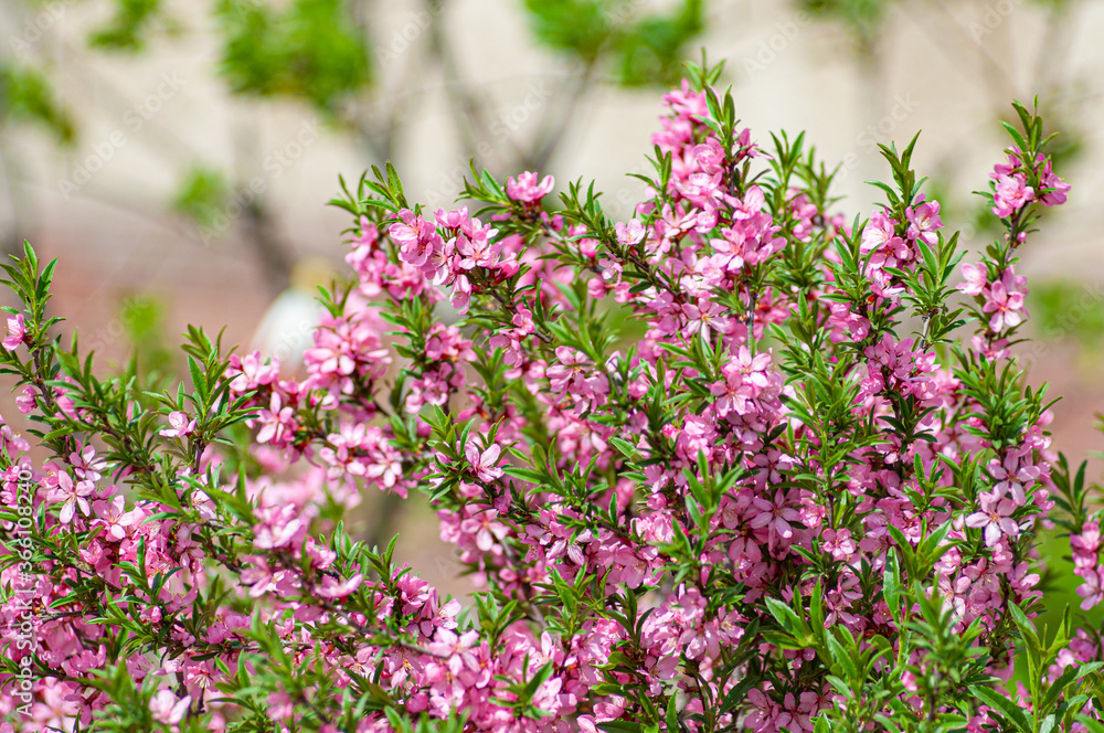 Obraz premium pink flowers in the garden