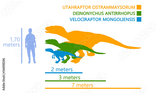 Fototapeta Naklejka Na Ścianę i Meble -  Comparison of the measurements between a man and the velociraptor dinosaur. Different kind of velociraptor in the same illustration.