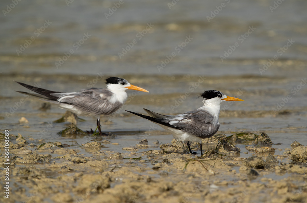 A pair of Greater Crested Tern at Busaiteen coast, Bahrain A pair of Greater Crested Tern at Busaiteen coast, Bahrain