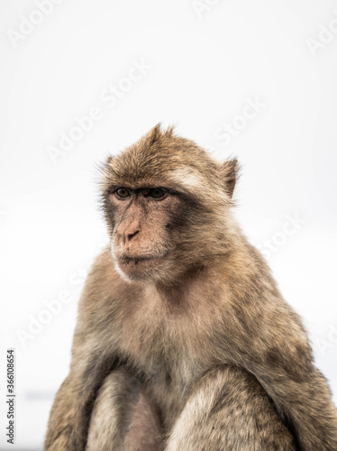 portrait of a young baboon