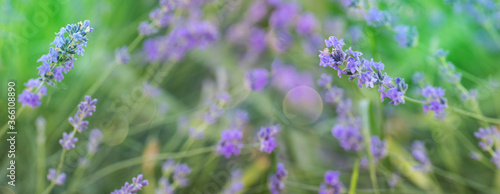 Blue Flowers taken on farm