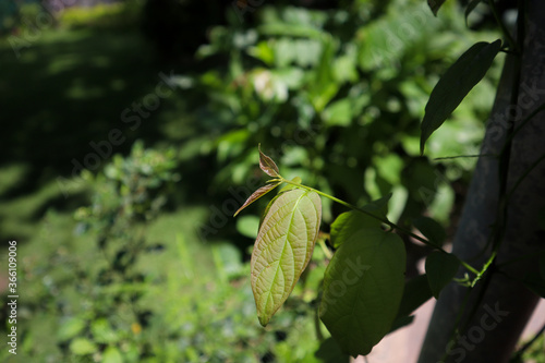 Close up of fresh new pink leaves of Mitragyna speciosa (Kratom Plant). This plant also used for creating traditional medicines in few countries of south east Asia.