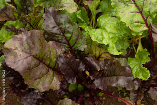 Chard growing, with droplets of water on the foliage, purple stems and vein network.