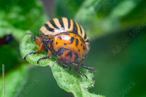 Crop pest, the Colorado potato beetle sits on the leaves of potatoes