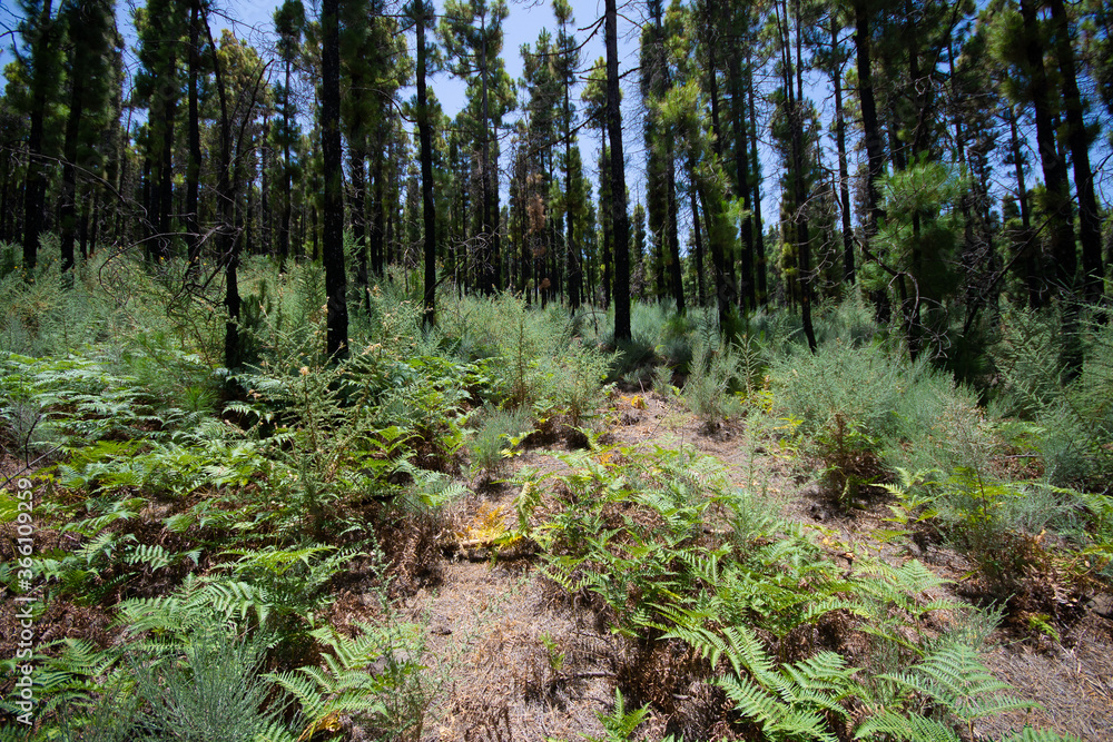Canarian pine forest in the Canary Islands in its mountains and peaks with wild vegetation and reflections of the sun Canarian pine forest in the Canary Islands in its mountains and peaks with wild vegetation and reflections of the sun