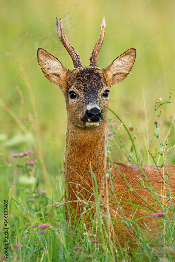 Interested roe deer, capreolus capreolus, looking to the camera on meadow. Vertical portrait of wild animal with antlers standing on field with tall vegetation. Roebuck observing on grass. Interested roe deer, capreolus capreolus, looking to the camera on meadow. Vertical portrait of wild animal with antlers standing on field with tall vegetation. Roebuck observing on grass.