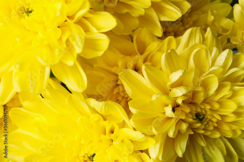 Beautiful yellow chrysanthemum on whole background  close up