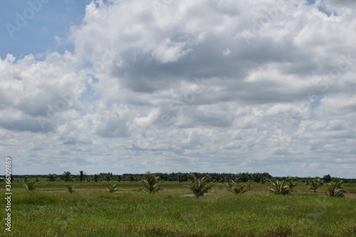 The clouds in the sky above the coconut plantation area