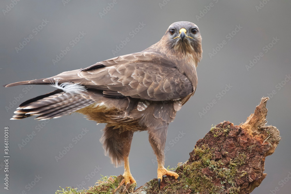 Fototapeta premium Cramenes, Leon/Spain; Feb. 15, 2020. The common buzzard (Buteo buteo) is a medium-to-large bird of prey which has a large range.