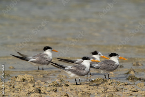 Greater Crested Tern at Busaiteen coast, Bahrain