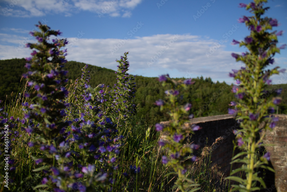 landscape landscape