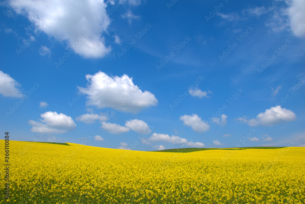 Field of canola . Yellow rapeseed flower . Rapeseed is plant for green energy and green industry, golden flowering field. In a blue sky with wonderful little clouds Field of canola . Yellow rapeseed flower . Rapeseed is plant for green energy and green industry, golden flowering field. In a blue sky with wonderful little clouds