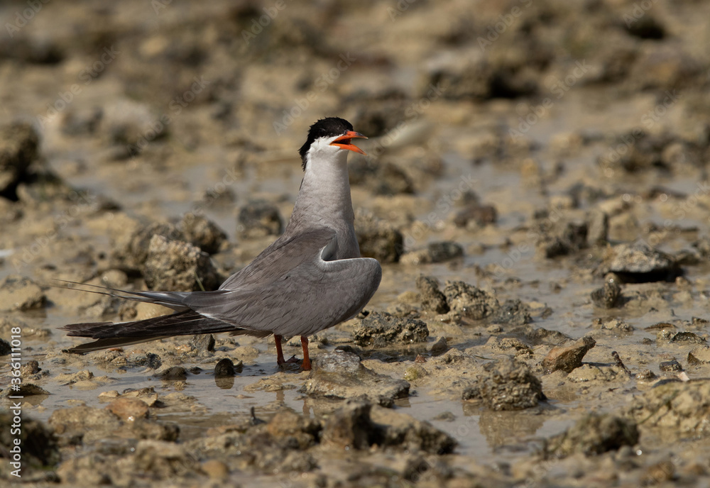 Terns are seabirds in the family Sternidae Terns are seabirds in the family Sternidae