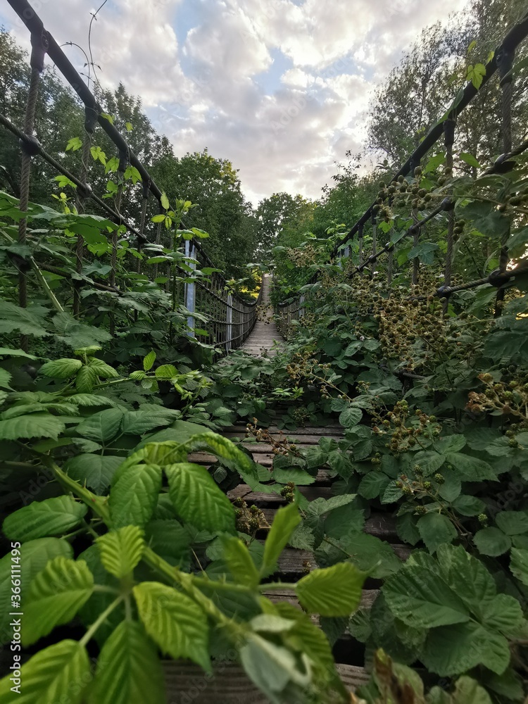 Fototapeta premium tropical jungle in thailand