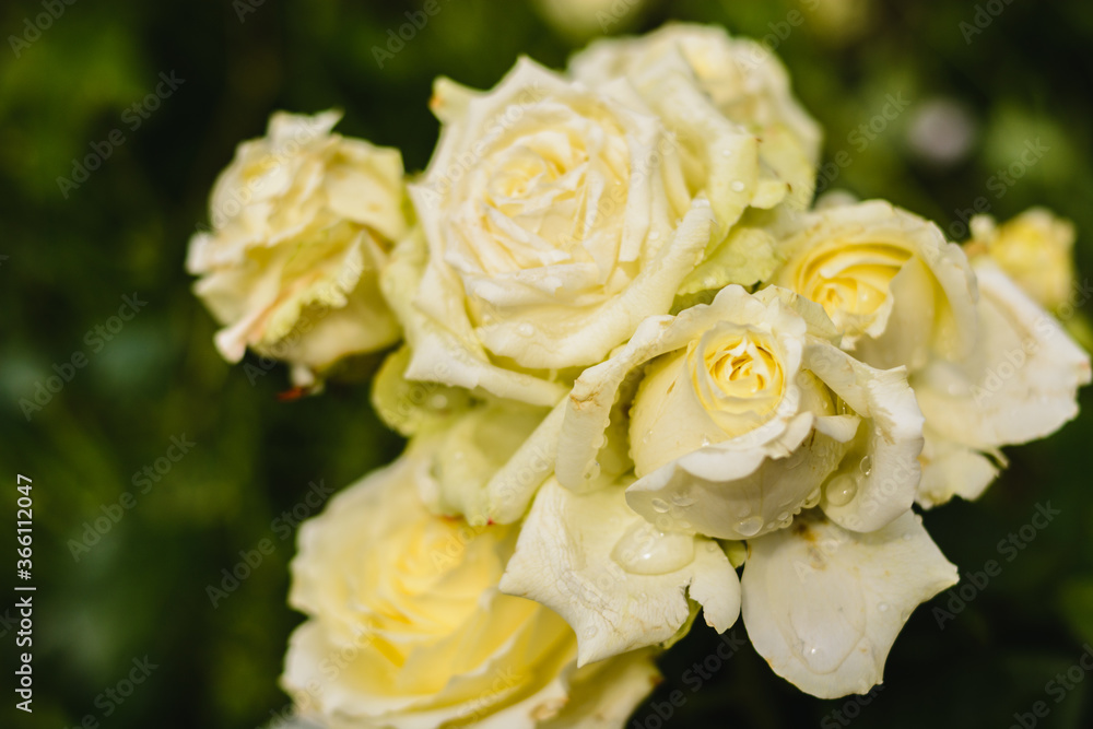 yellow rose with water drops in the garden 