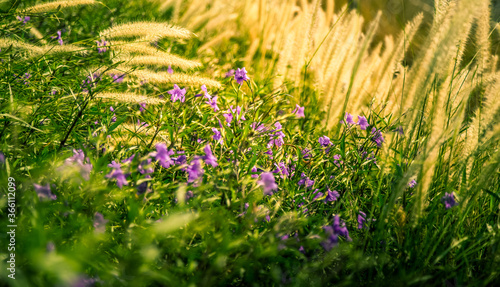 African foxtail or fountain flower like long grass with purple blooming flower at the garden. Abstract background for Spring concept.