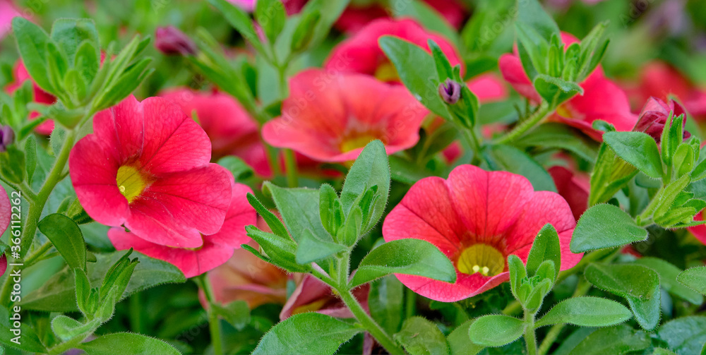 Beautiful red flowers of the plant calibrachoa.