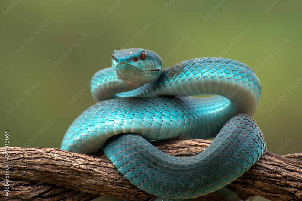 Venomous snake on tree branch Venomous snake on tree branch