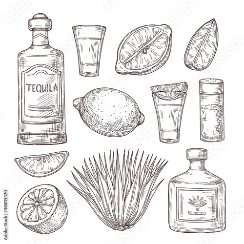 Agave tequila sketch. Vintage glass shot, bar ingredients and plant. Isolated drawing alcohol bottle, salt lemon or lime vector illustration. Tequila sketch bottle, drink alcohol design drawing
