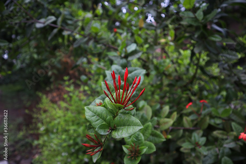 Ixora Coccinea Flowers Beautiful  bright red Bud. This plant is also known as jungle geranium  flame of the woods or pendkuli.