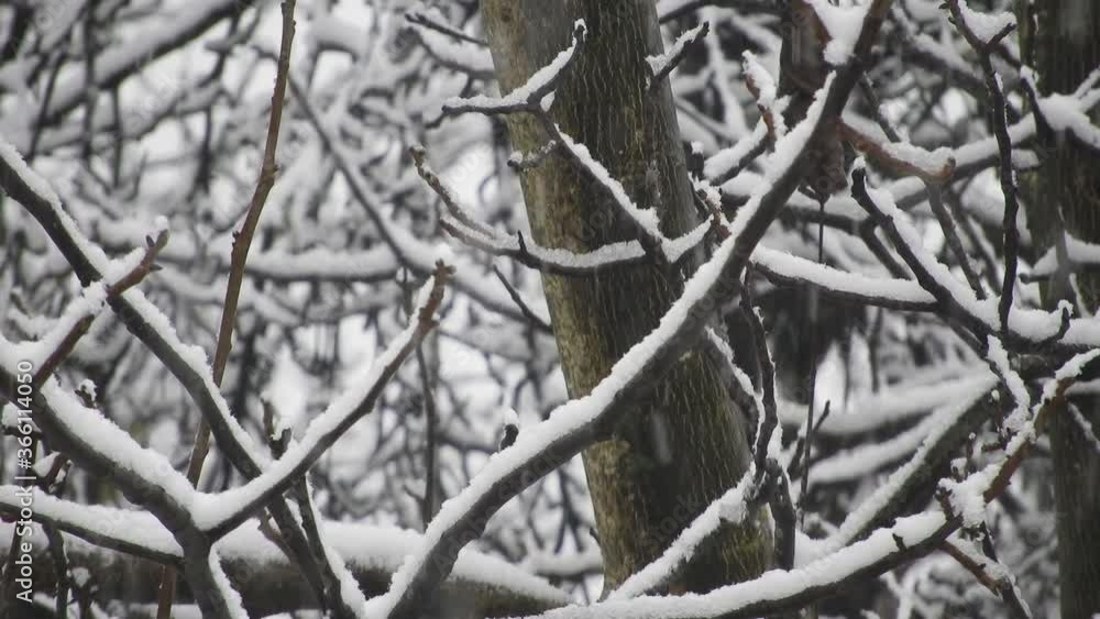 snowing over tree branches, cold weather snowing over tree branches, cold weather
