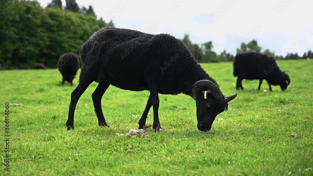 Black sheep eating grass in the Scottish Highlands Black sheep eating grass in the Scottish Highlands