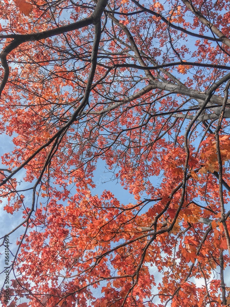 Under an autumn tree
