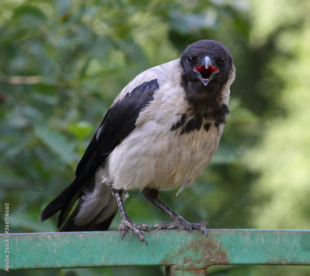 Obraz premium A crow with an open beak sits on a green railing
