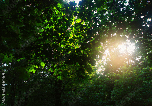 Dramatic light leak at summer forest background