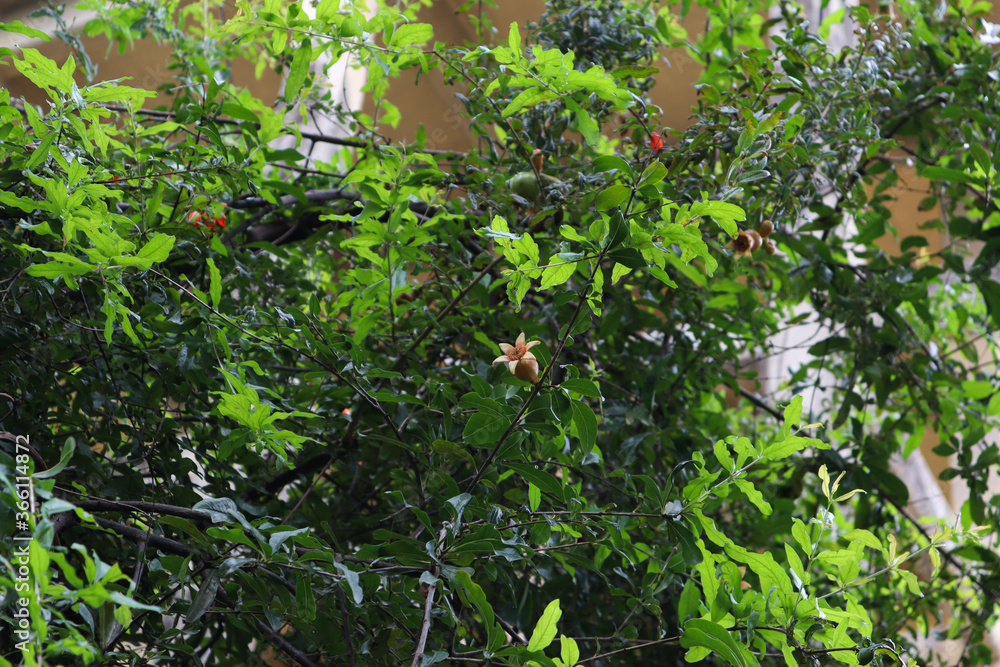 Pomegranate plant with yellow orange petal shade flower. Punica granatum (Pomegranate) is a fruit bearing deciduous shrub in the family Lythraceae. Used in making juice, smoothies, alcoholic drink Pomegranate plant with yellow orange petal shade flower. Punica granatum (Pomegranate) is a fruit bearing deciduous shrub in the family Lythraceae. Used in making juice, smoothies, alcoholic drink