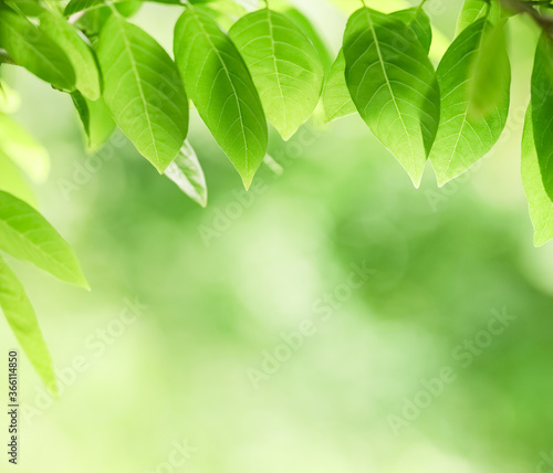 Closeup beautiful attractive nature view of green leaf on blurred greenery background in garden with copy space using as background natural green plants landscape  ecology  fresh wallpaper concept.