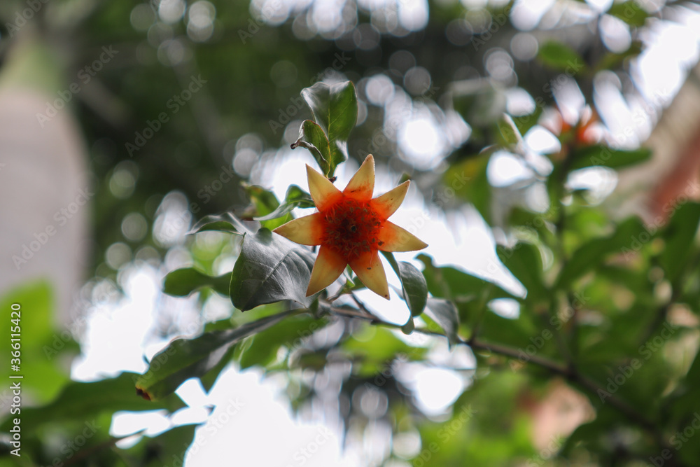 Beautiful Pomegranate flower with yellow orange petal shade. Punica granatum (Pomegranate) is a fruit bearing deciduous shrub in the family Lythraceae. Used in making juice, smoothies, alcoholic drink Beautiful Pomegranate flower with yellow orange petal shade. Punica granatum (Pomegranate) is a fruit bearing deciduous shrub in the family Lythraceae. Used in making juice, smoothies, alcoholic drink