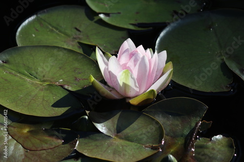 pink water lily