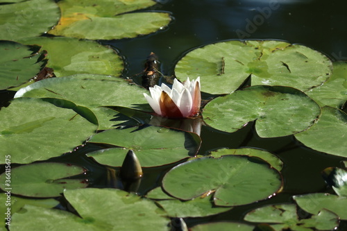 pink water lily