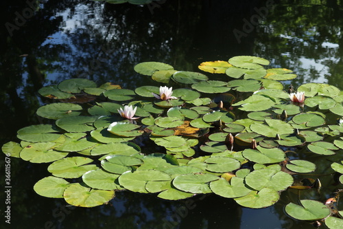 white water lily