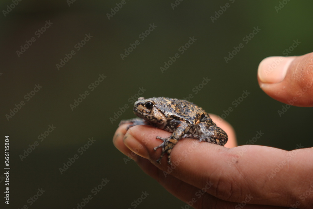 Limnonectes larvaepartus is a species of fanged frog in the family Dicroglossidae endemic to northern and western Sulawesi, Indonesia. Limnonectes larvaepartus is a species of fanged frog in the family Dicroglossidae endemic to northern and western Sulawesi, Indonesia.