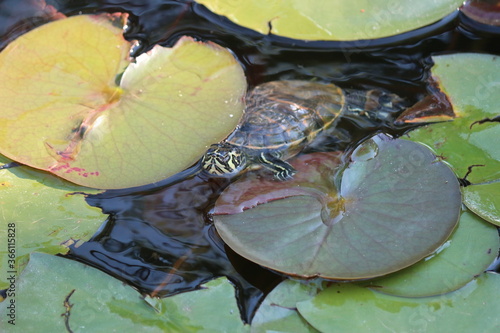 turtle on the water